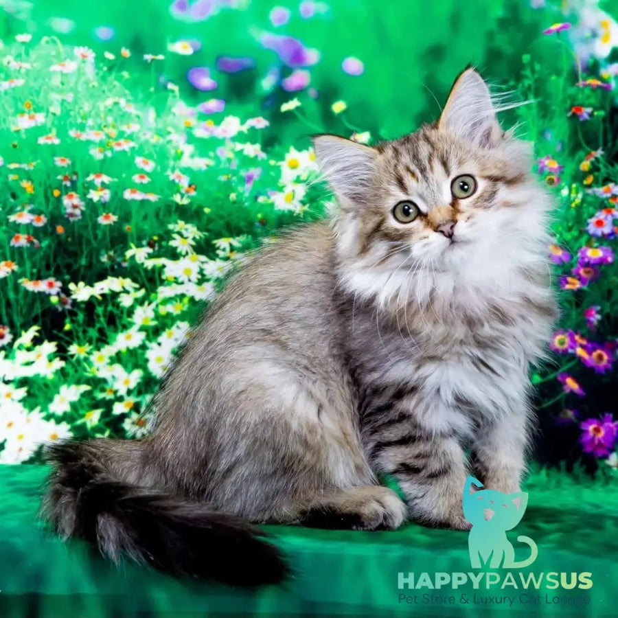 Garfield Siberian male black spotted tabby - live animals