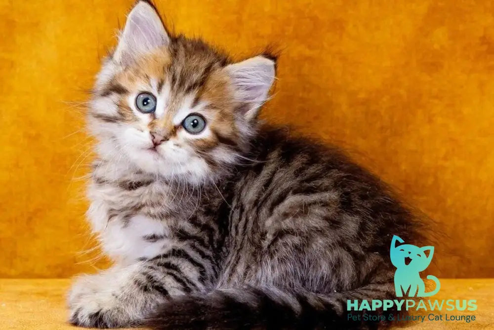 Garfield Siberian male black spotted tabby - live animals