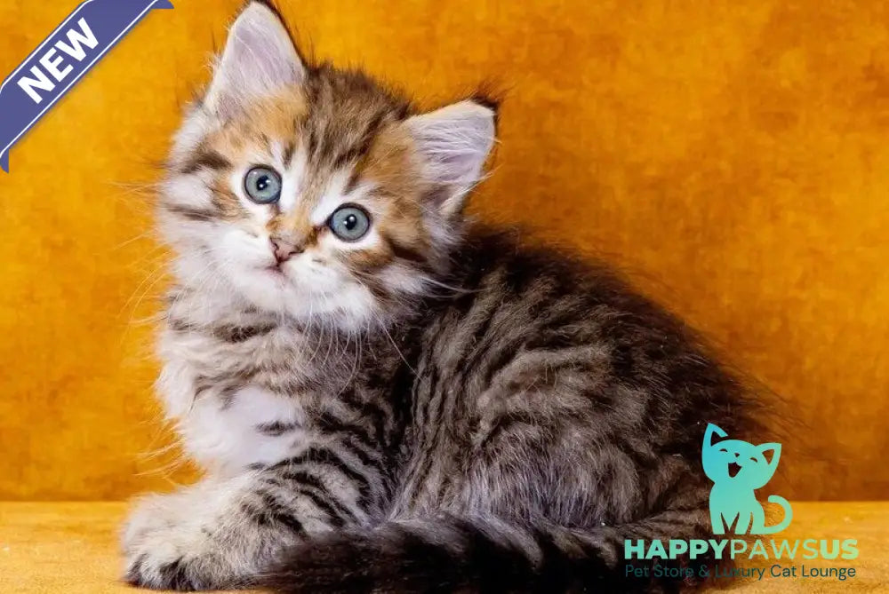 Garfield Siberian male black spotted tabby - live animals
