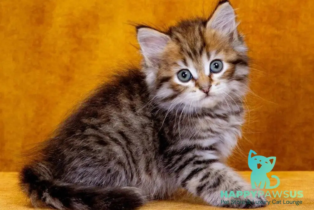 Garfield Siberian male black spotted tabby - live animals