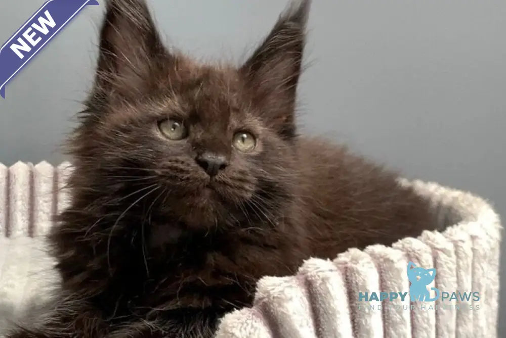 Garfild Maine Coon male black live animals