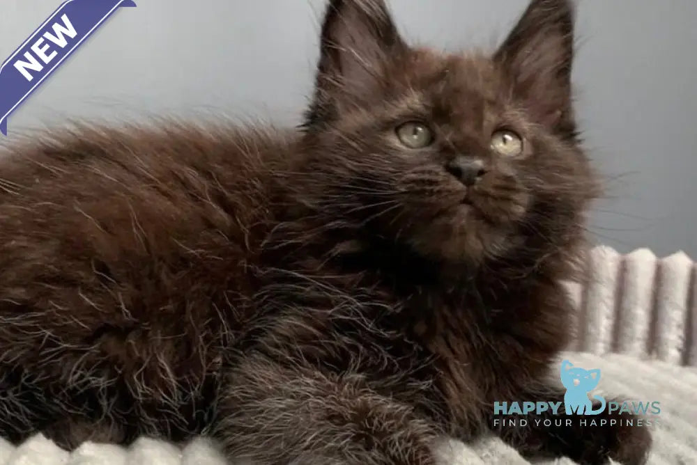Garfild Maine Coon male black live animals