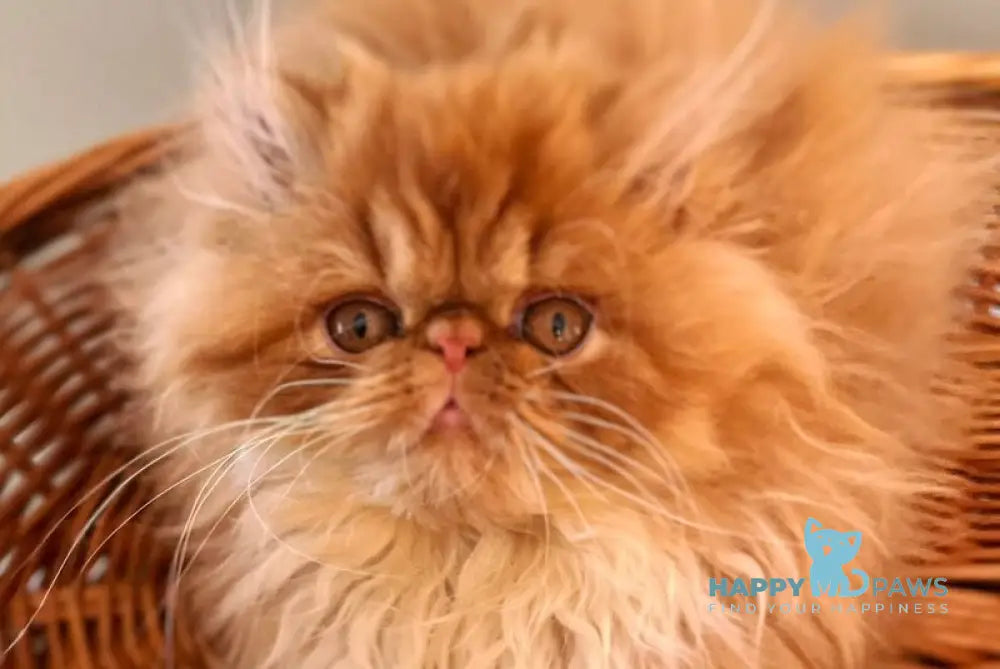 Garfild Persian male red bicolour live animals