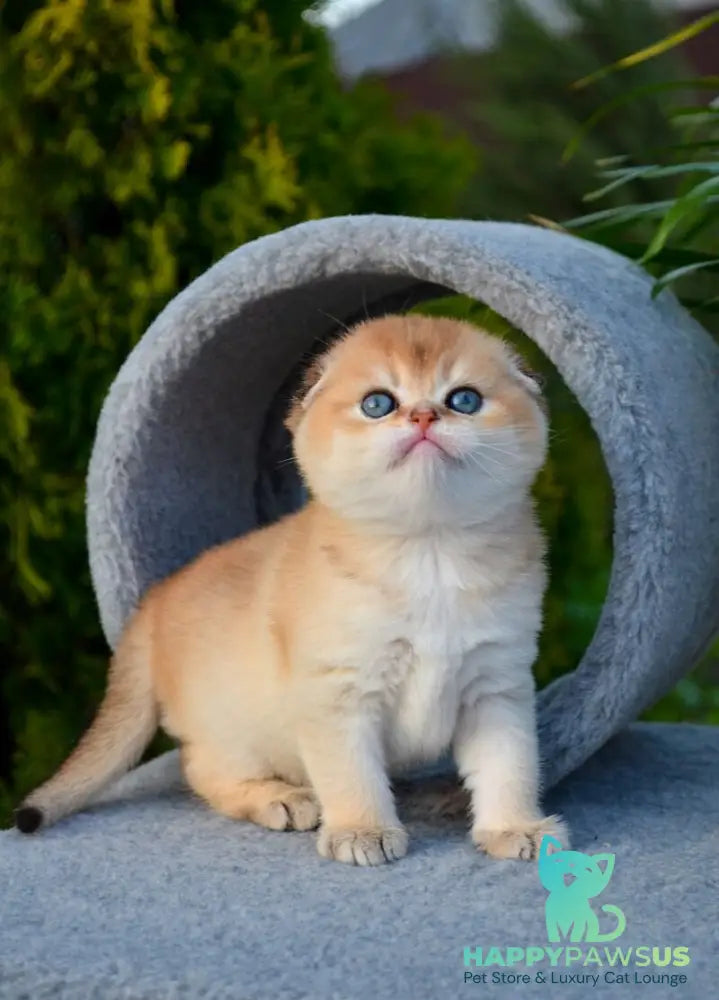 Garfild Scottish Fold male black golden shaded - live animals
