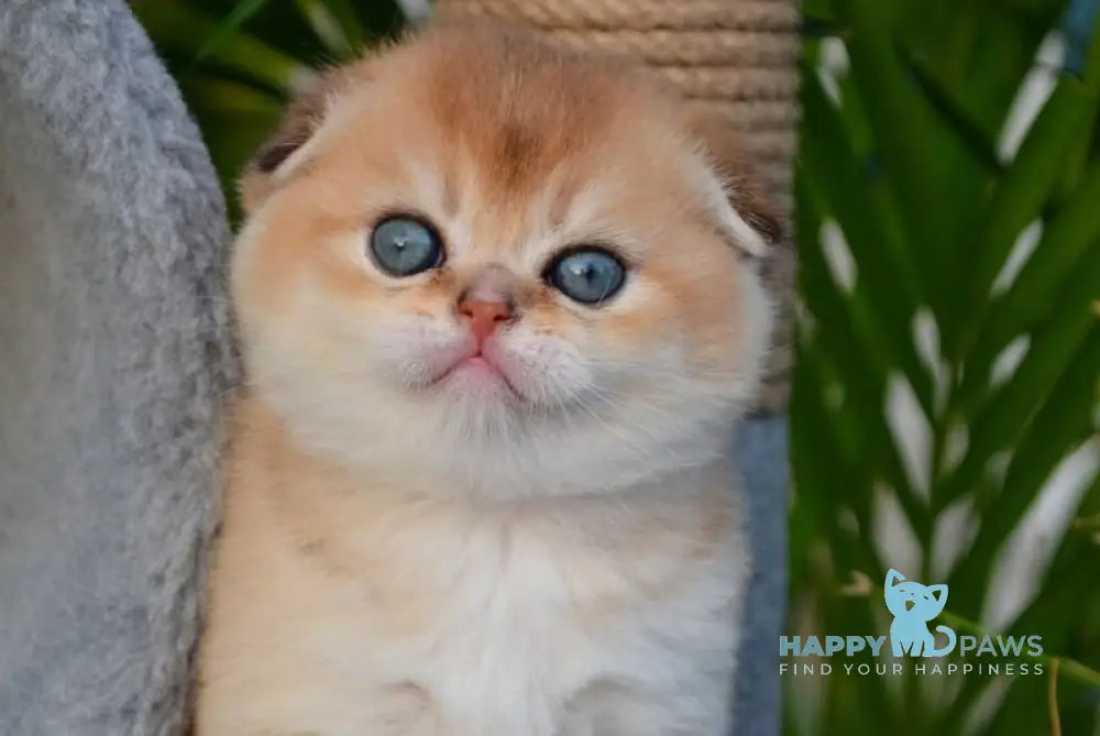 Garfild Scottish Fold male black golden shaded - live animals