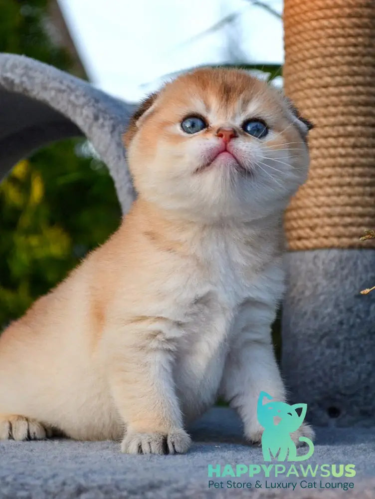Garfild Scottish Fold male black golden shaded - live animals