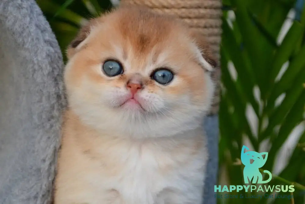 Garfild Scottish Fold male black golden shaded - live animals