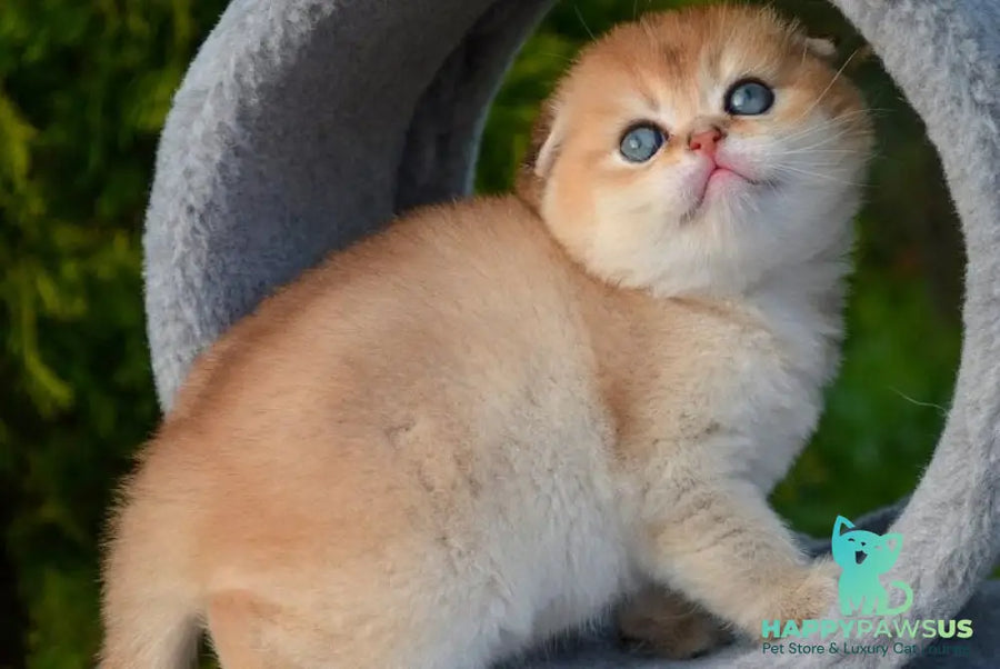 Garfild Scottish Fold male black golden shaded - live animals