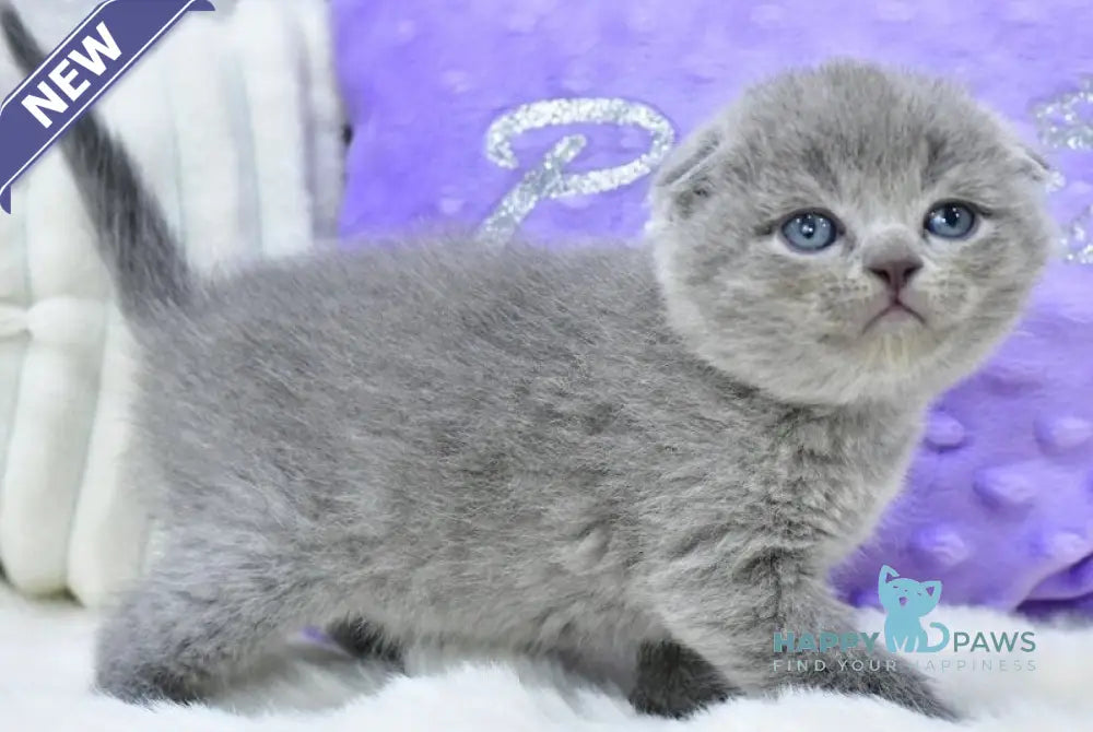 Garfild Scottish Fold male blue live animals