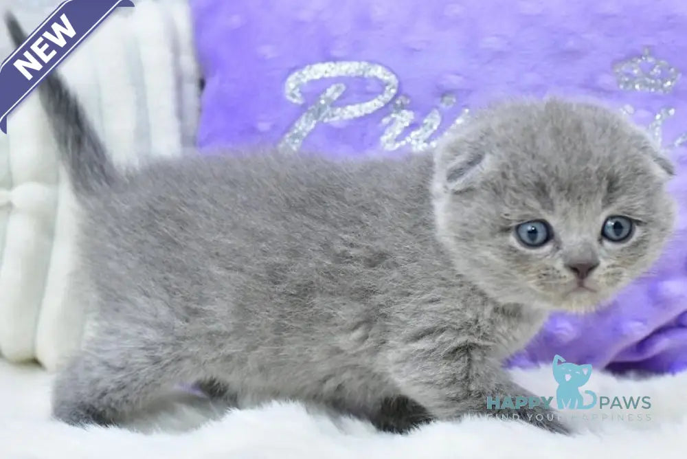 Garfild Scottish Fold male blue live animals