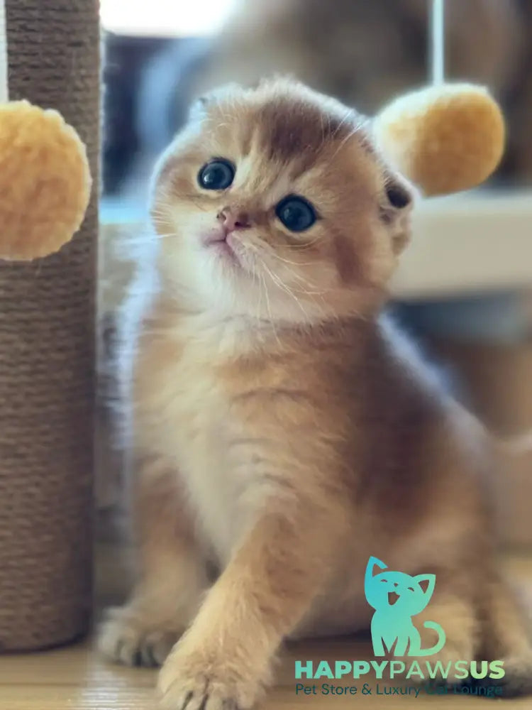 Gari Scottish Fold male black golden shaded - live animals