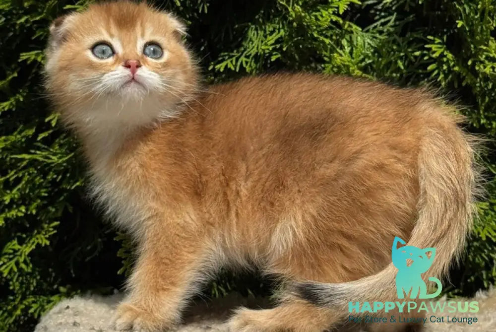 Gari Scottish Fold male black golden shaded - live animals