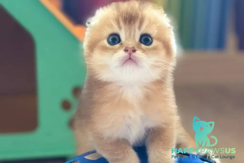 Gari Scottish Fold male black golden shaded - live animals