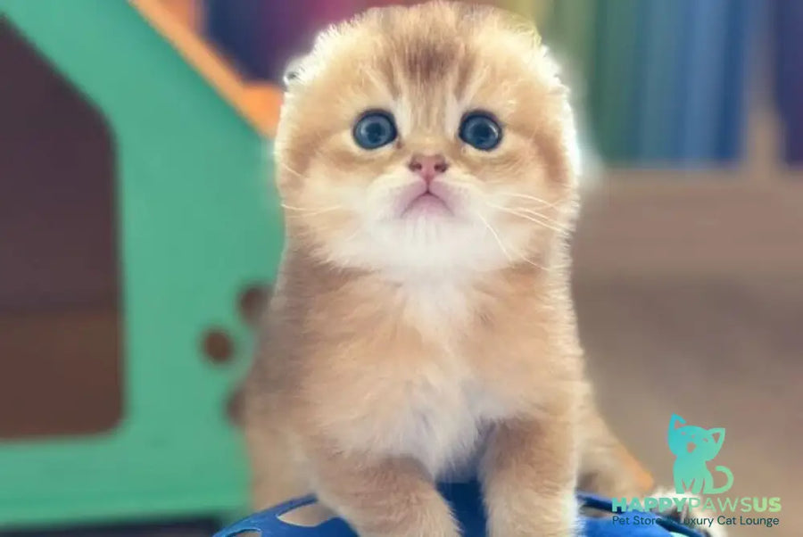 Gari Scottish Fold male black golden shaded - live animals