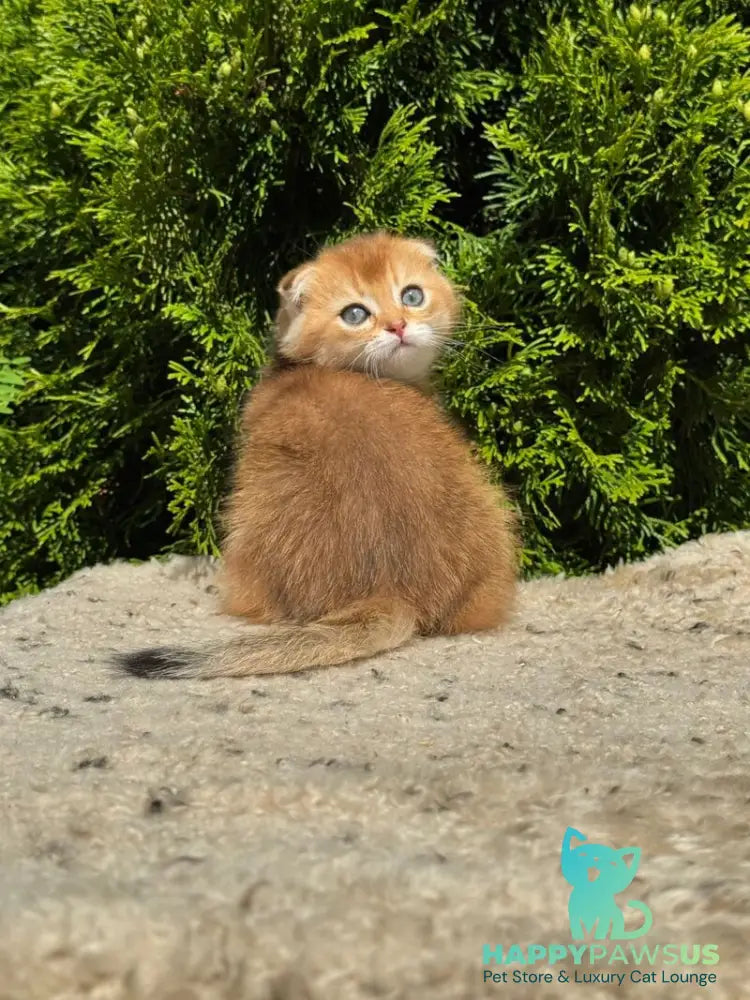 Gari Scottish Fold male black golden shaded - live animals