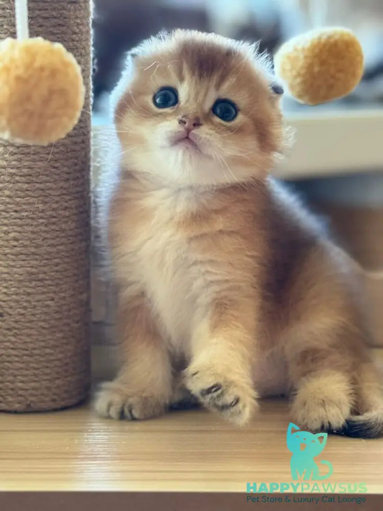 Gari Scottish Fold male black golden shaded - live animals