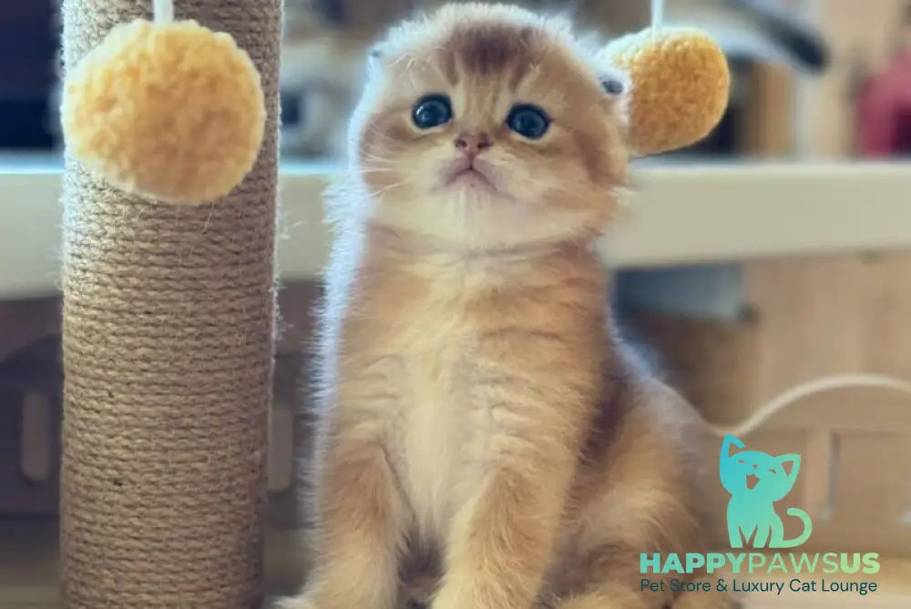 Gari Scottish Fold male black golden shaded - live animals