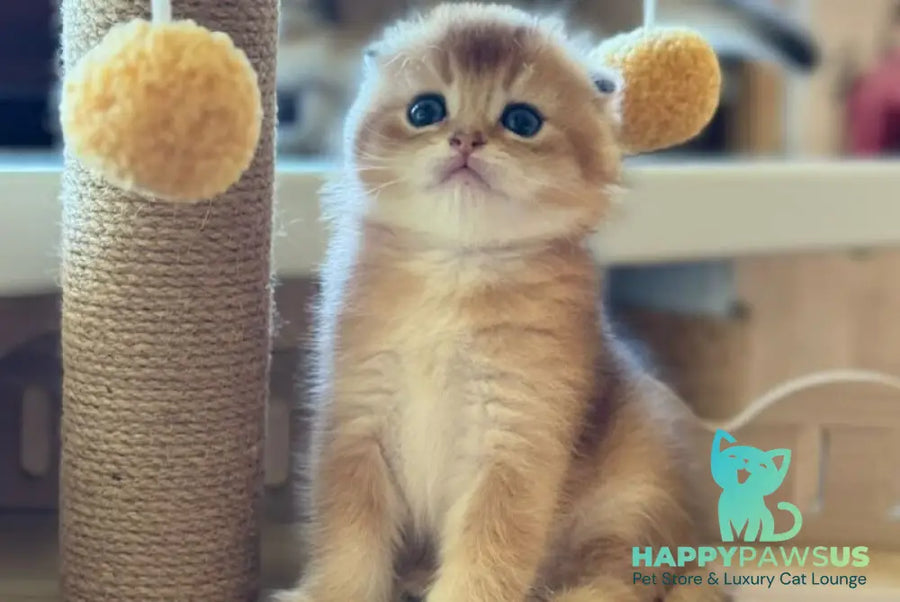 Gari Scottish Fold male black golden shaded - live animals