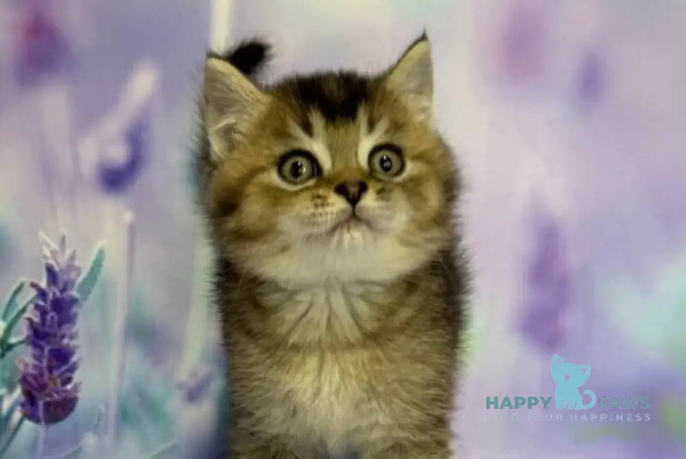 Garik Scottish Straight male black ticked tabby live animals