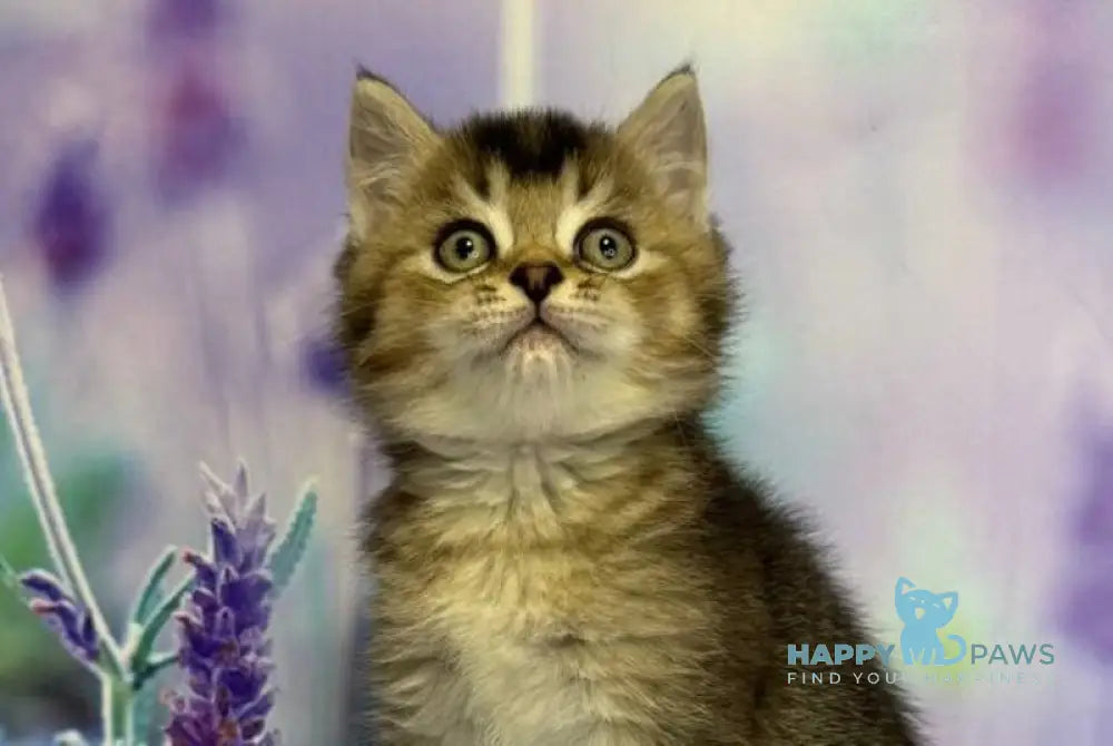 Garik Scottish Straight male black ticked tabby live animals