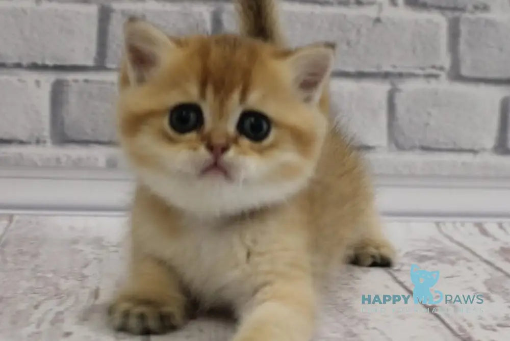 Garold Scottish Straight male black golden ticked tabby live animals