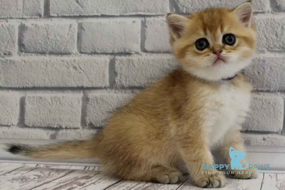 Garold Scottish Straight male black golden ticked tabby live animals