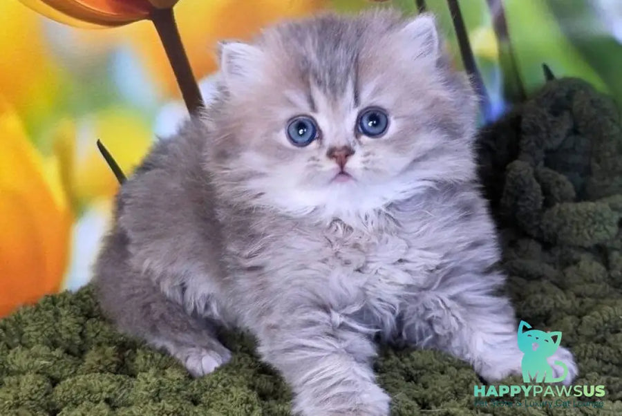Garry British Longhair male blue golden shaded - live animals