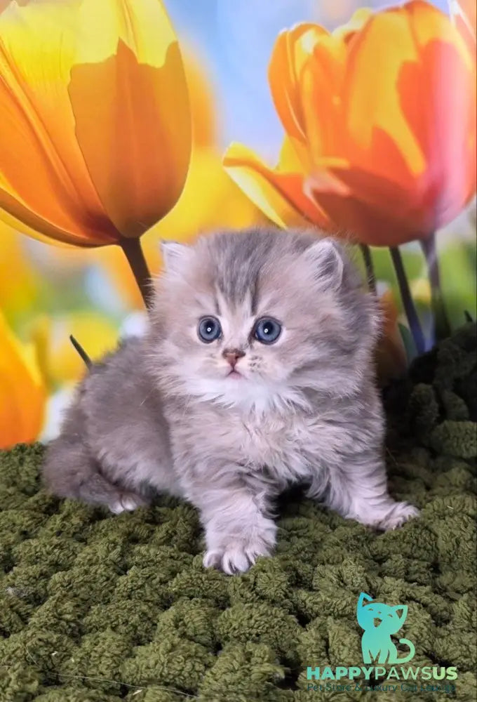 Garry British Longhair male blue golden shaded - live animals