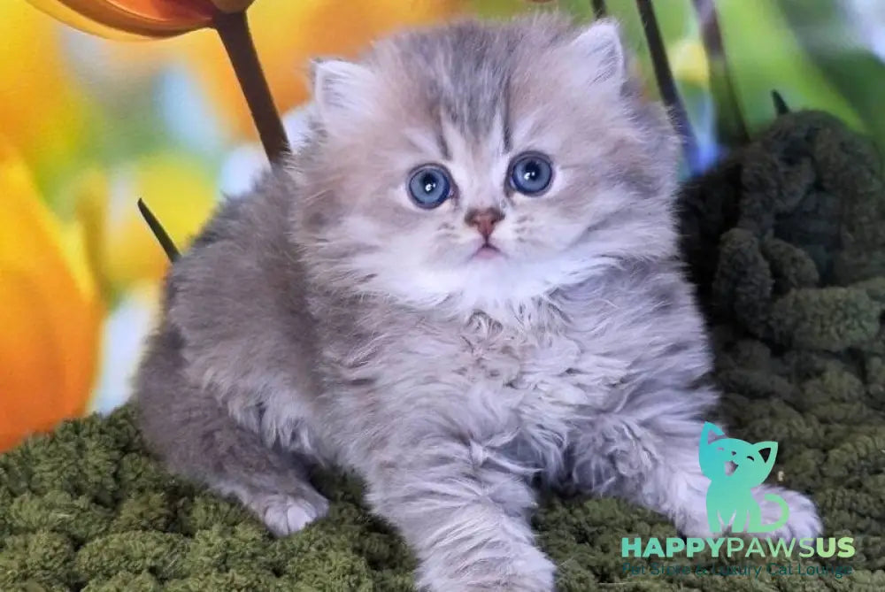 Garry British Longhair male blue golden shaded - live animals