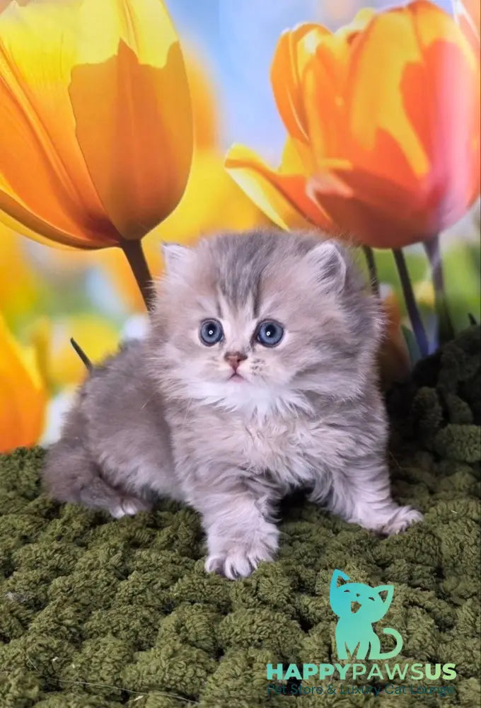 Garry British Longhair male blue golden shaded - live animals