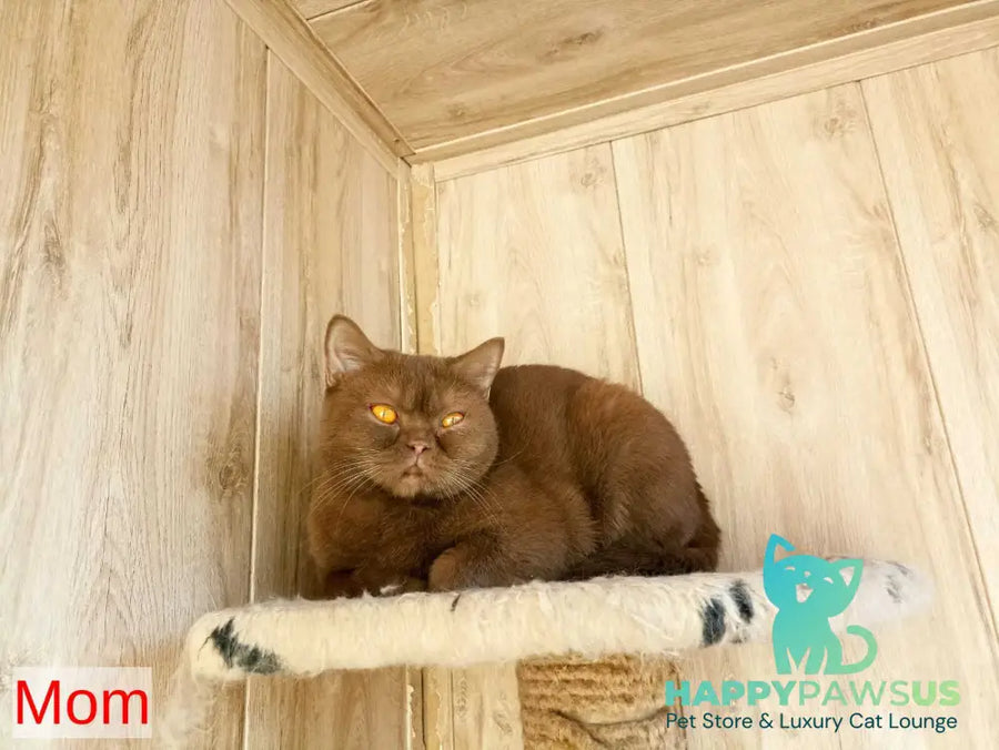 Garry British Shorthair male blue - live animals