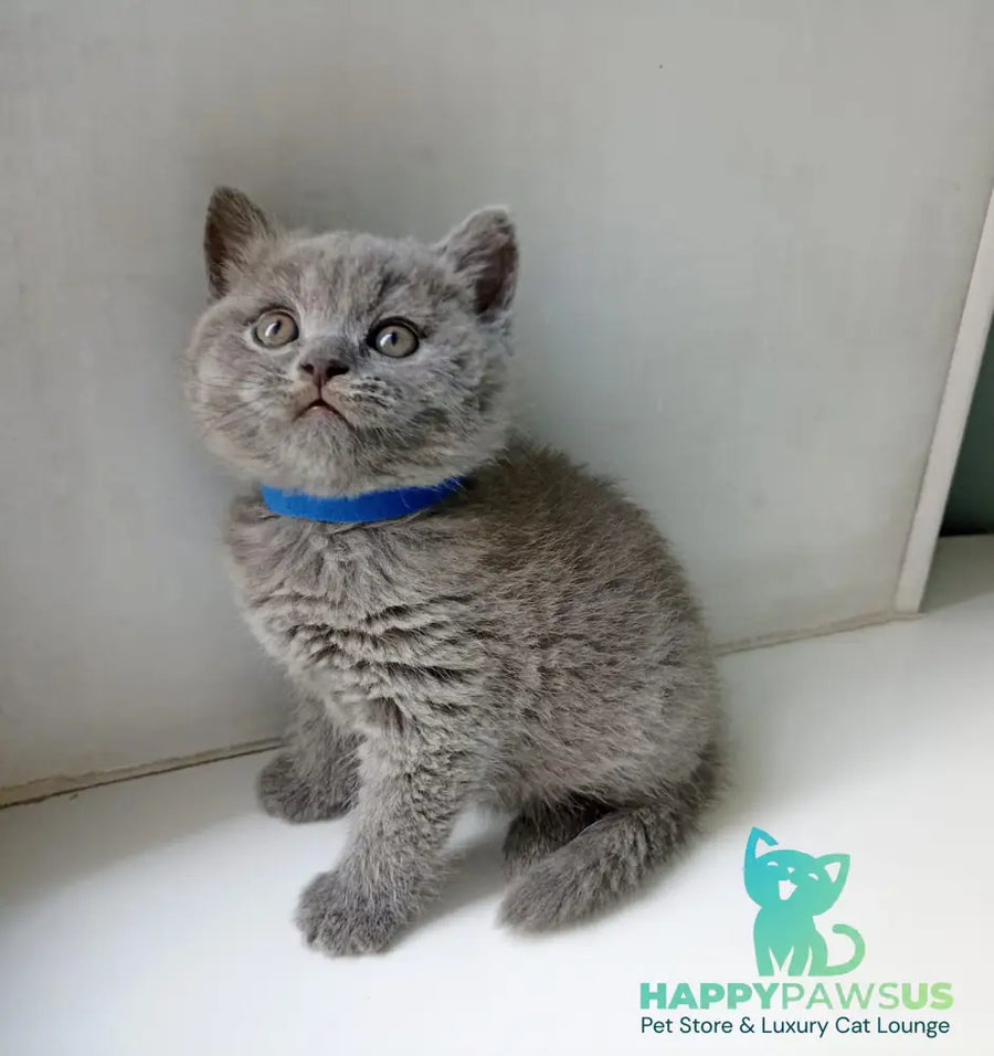 Garry British Shorthair male blue - live animals