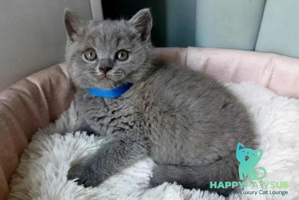 Garry British Shorthair male blue - live animals