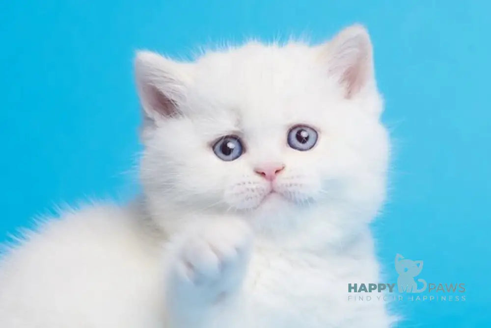 Garry British Shorthair male cream pointed live animals