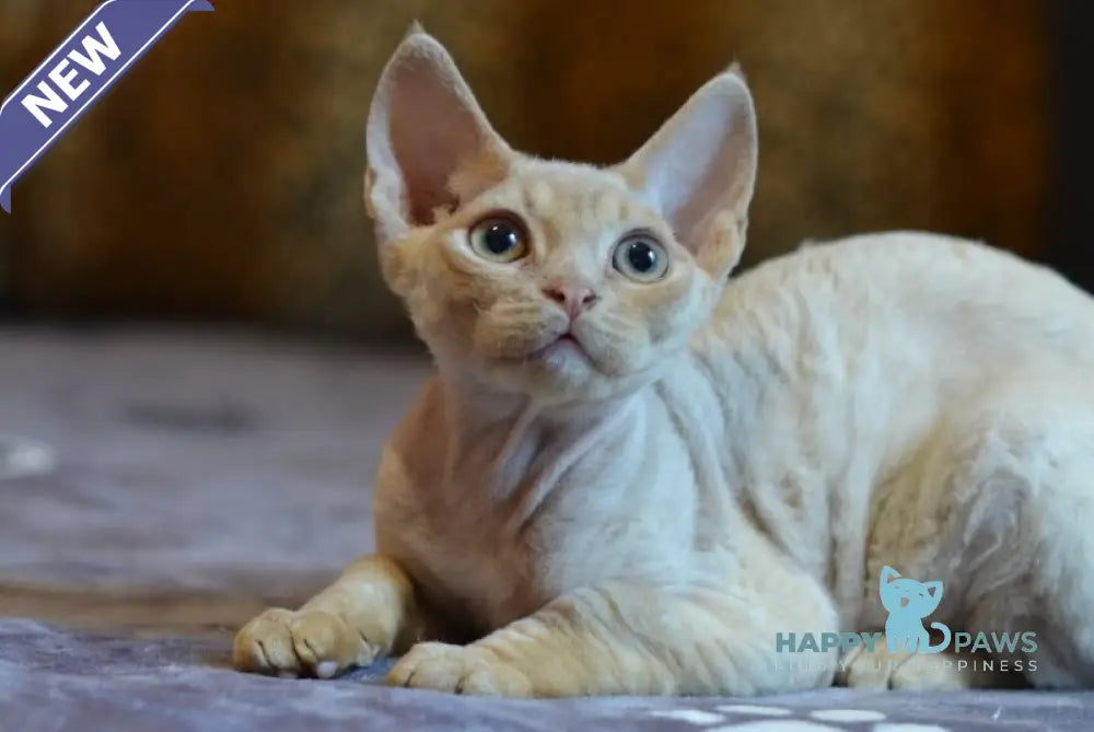 Garry Devon Rex male red live animals