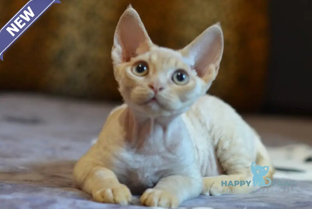 Garry Devon Rex male red live animals