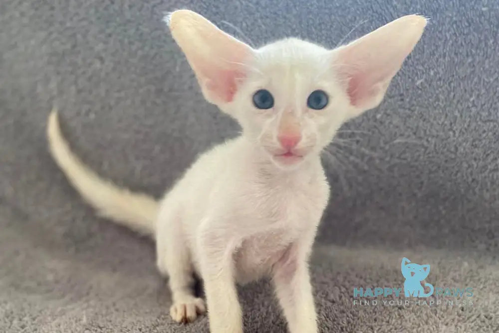 Garry Oriental Shorthair male white - live animals