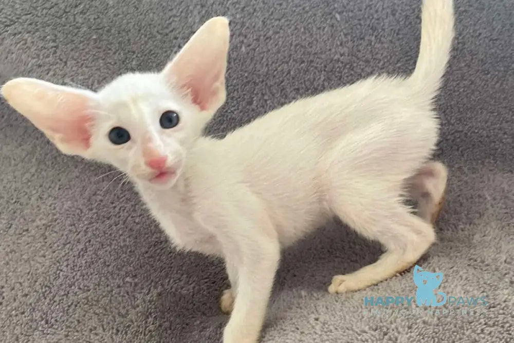 Garry Oriental Shorthair male white - live animals