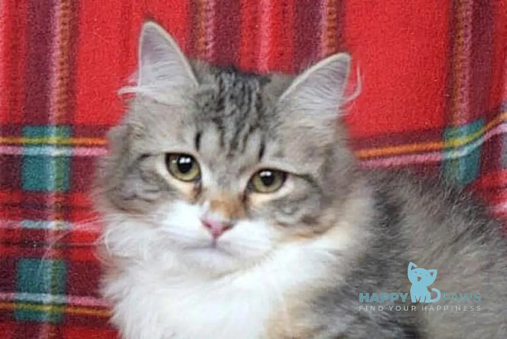 Garry Siberian male black tabby bicolour live animals