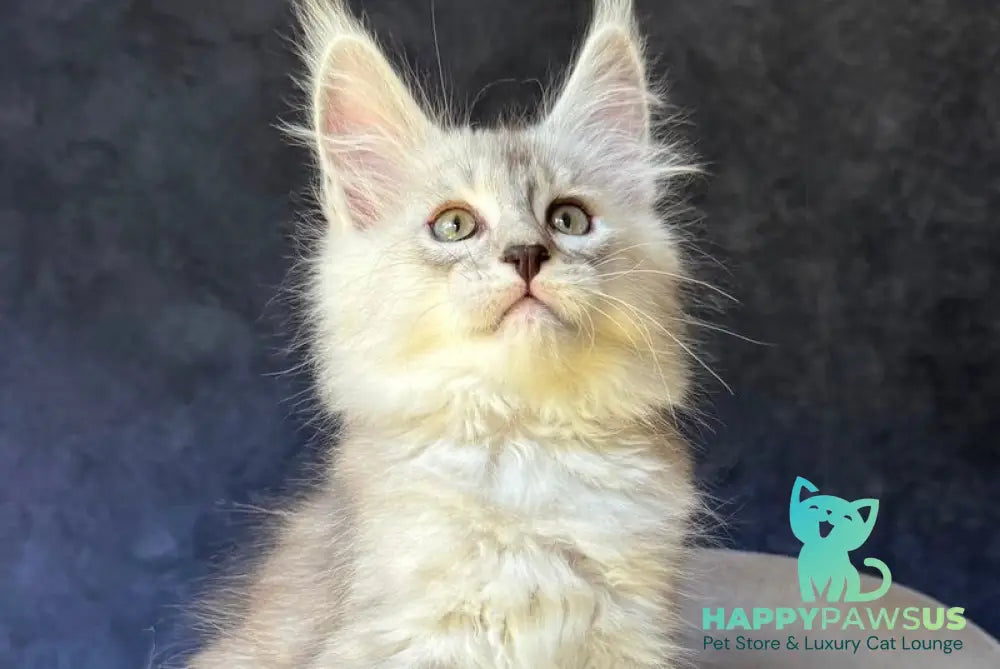 Garvin Maine Coon male black silver tabby - live animals