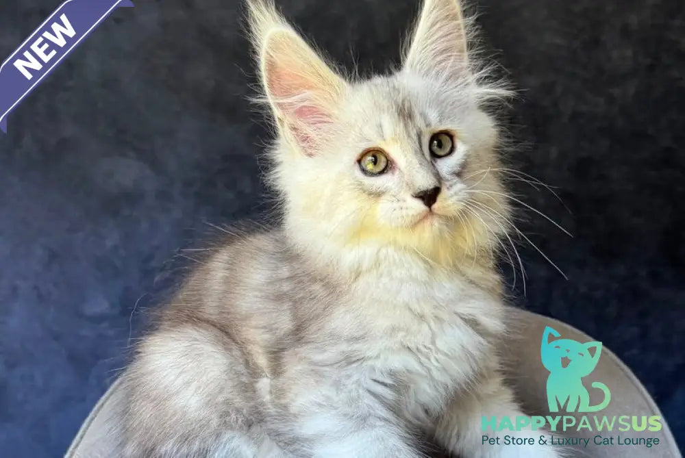 Garvin Maine Coon male black silver tabby - live animals