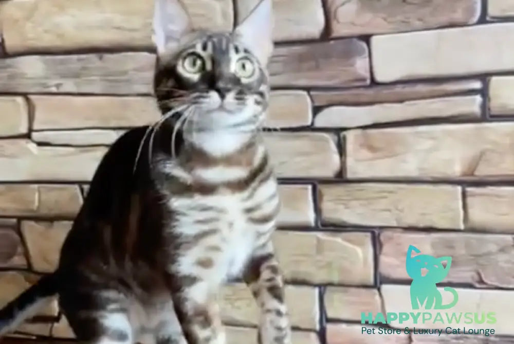 Gatito Bengal male black amber spotted tabby - live animals