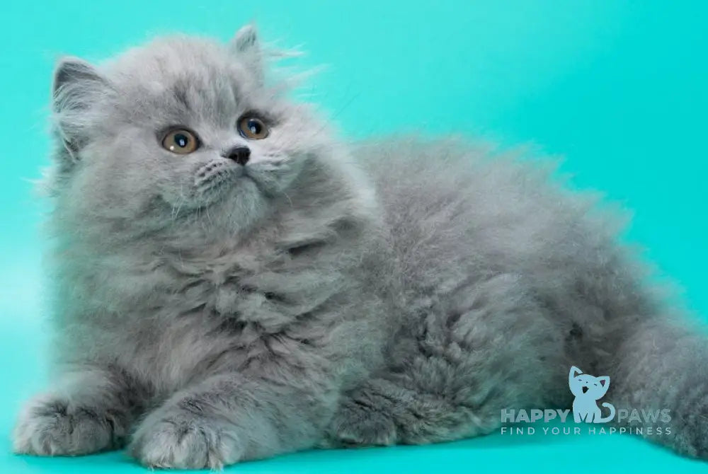 Gatsby British Longhair male blue live animals