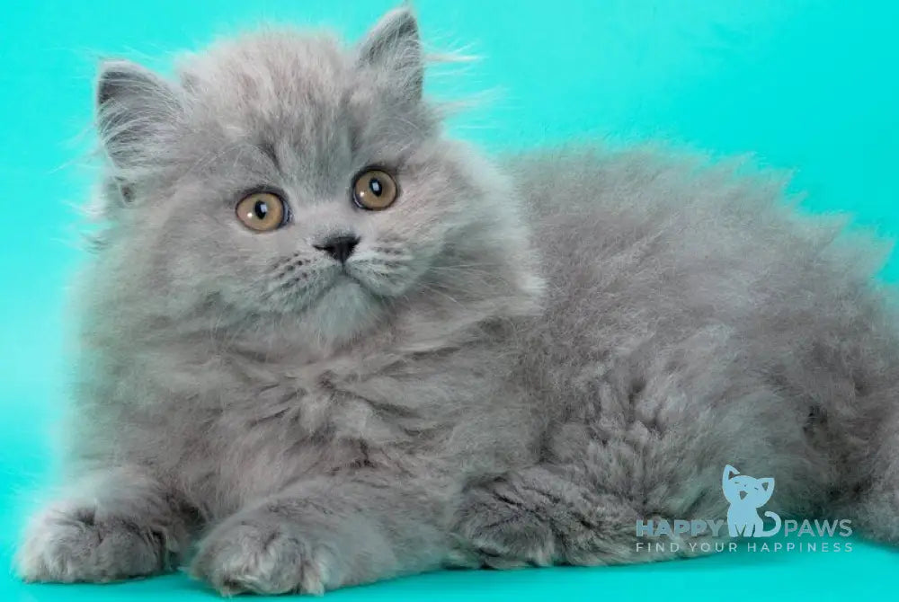 Gatsby British Longhair male blue live animals