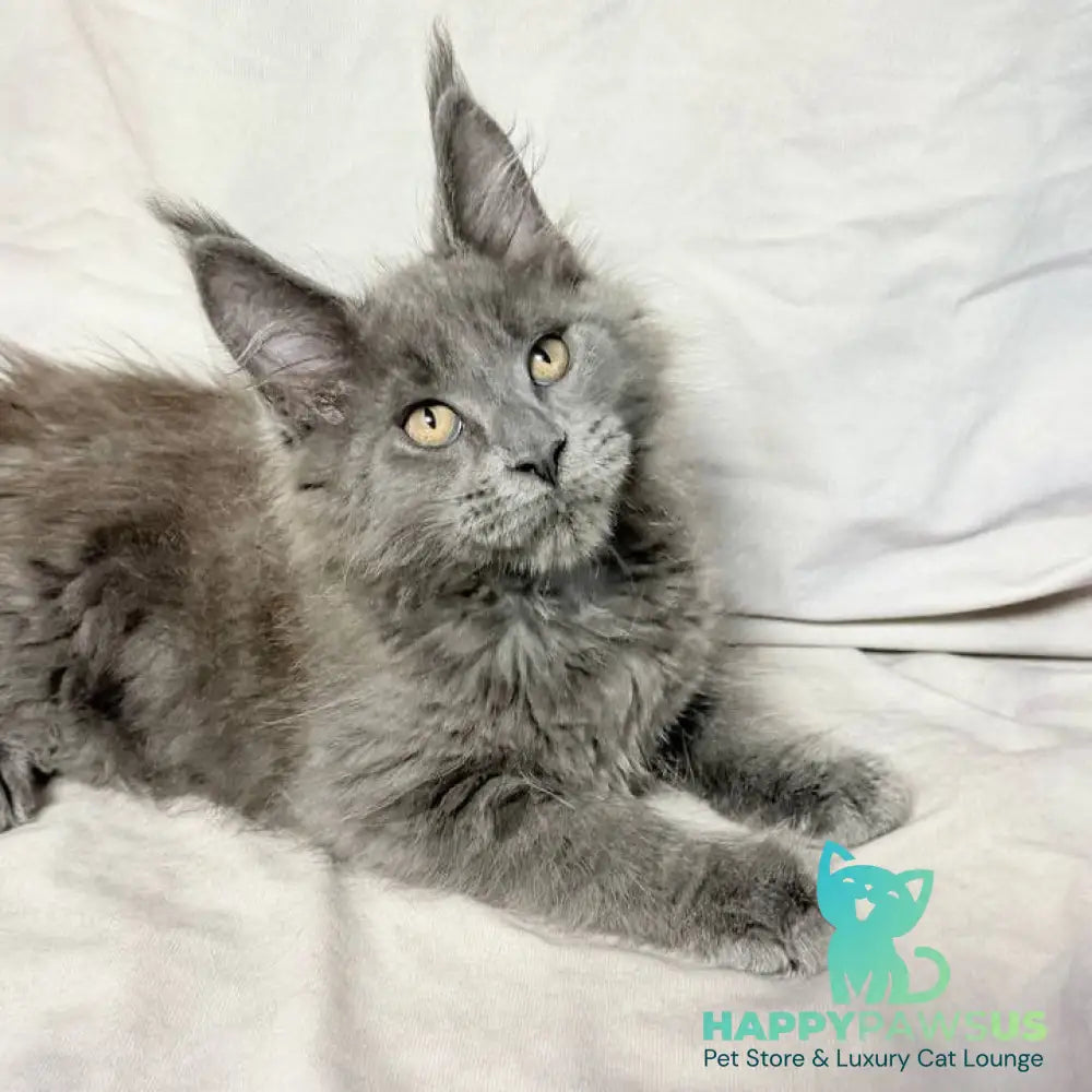 Gatsby Maine Coon male blue silver - live animals