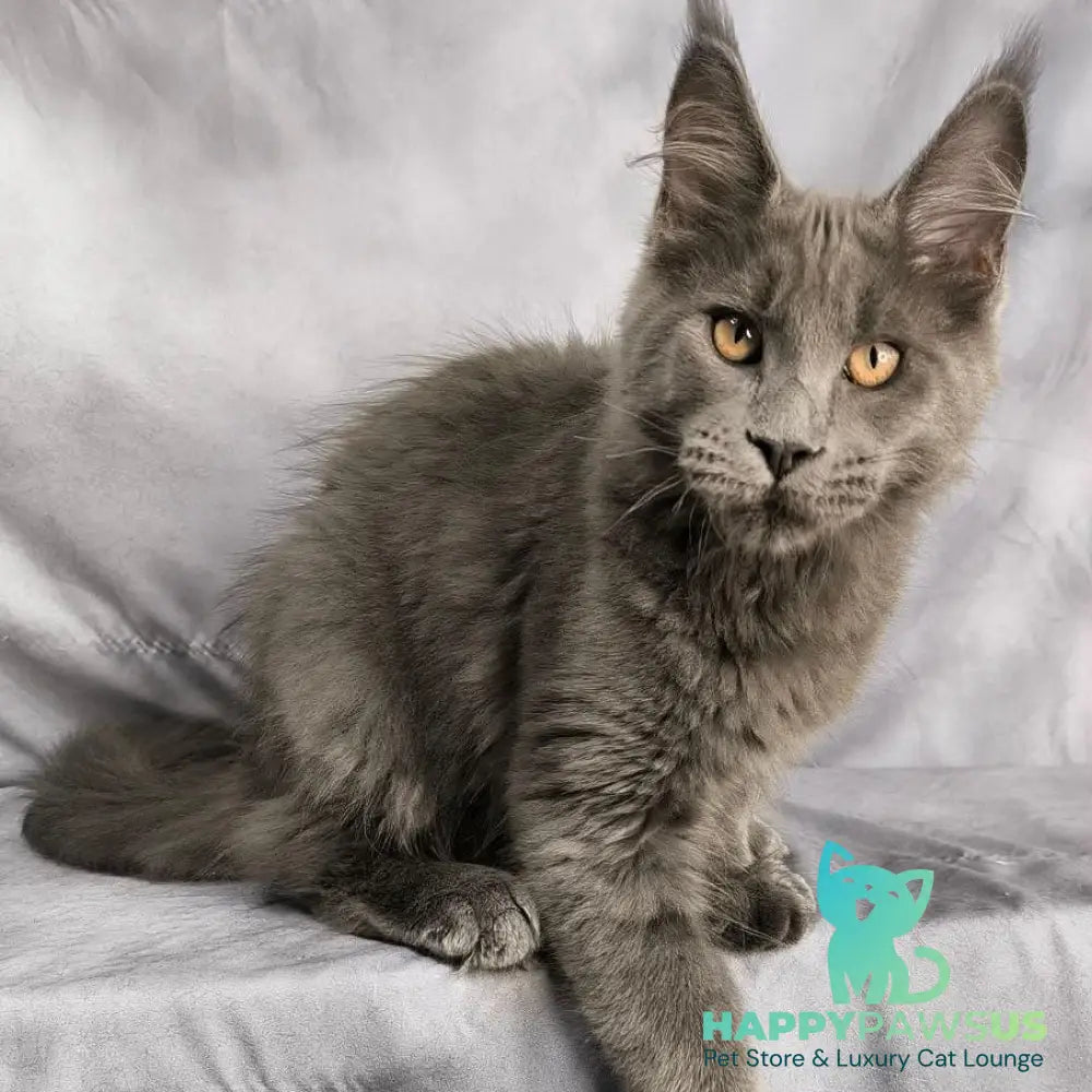 Gatsby Maine Coon male blue silver - live animals