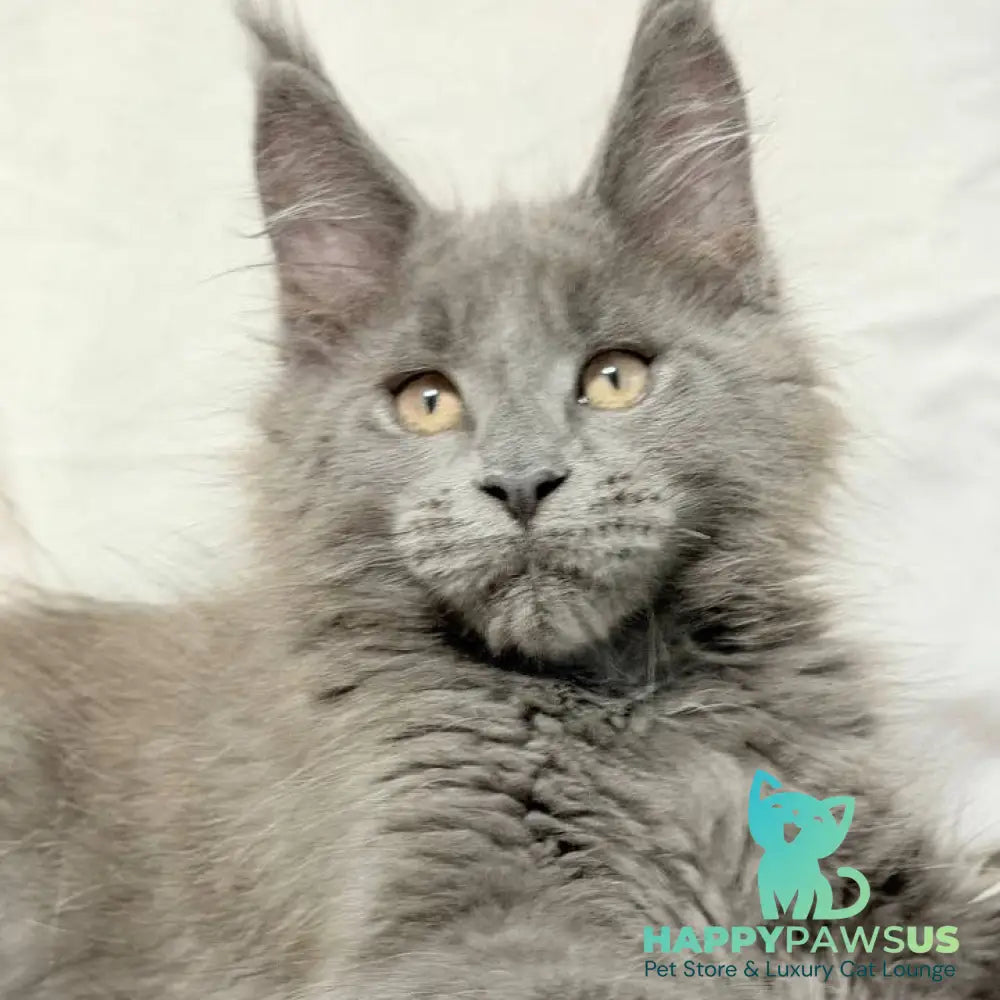 Gatsby Maine Coon male blue silver - live animals