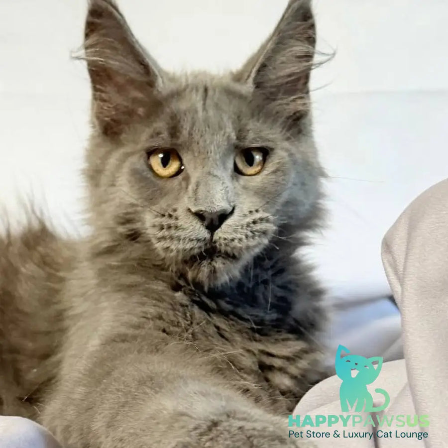 Gatsby Maine Coon male blue silver - live animals