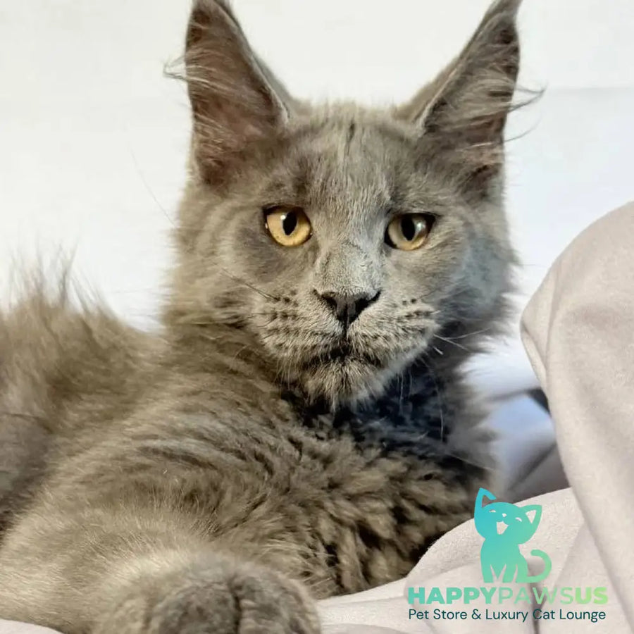 Gatsby Maine Coon male blue silver - live animals