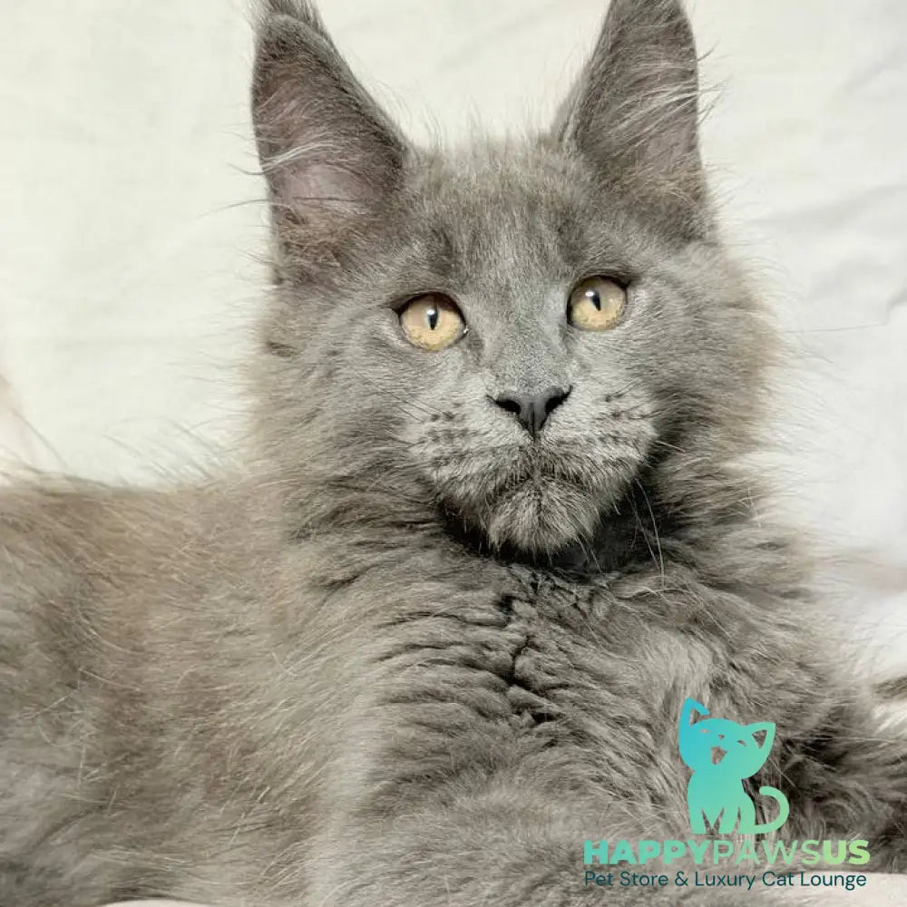 Gatsby Maine Coon male blue silver - live animals